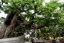 Ngắm cụ me dáng thác đỏ, đại gia trả 3,5 tỷ chủ vẫn chưa bán