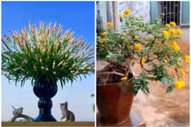 Bất ngờ loài cỏ dại thành thú chơi hút khách ở Hà Nội