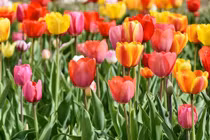 Tham vọng mạnh mẽ: 3 con giáp được dự đoán sẽ làm nên chuyện 