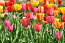 Tham vọng mạnh mẽ: 3 con giáp được dự đoán sẽ làm nên chuyện 