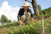 Thăm xứ sở sâm dây giúp nông dân Kon Tum làm giàu