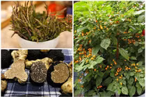 Khó tin những thứ mọc hoang có giá tới hàng trăm triệu