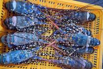 Sự thật "sốc" đằng sau tôm hùm siêu rẻ 30.000 đồng/con dân tình đang đổ xô mua