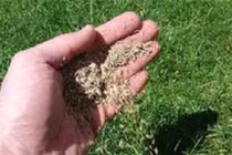 Những hạt cỏ tố giác 11 thanh niên hiếp dâm tập thể