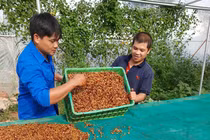 Cất bằng Đại học về quê khởi nghiệp, chàng trai lãi trăm triệu/năm 