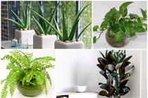 Trời "nóng như đổ lửa", 6 cây ví như điều hòa giúp giảm nhiệt trong nhà