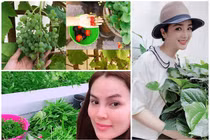 Mỏi mắt ngắm vườn rau sạch trong biệt thự tiền tỷ của Hoa hậu Việt