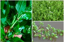 3 cây dại mọc bờ mương thành đặc sản hút dân phố lùng mua