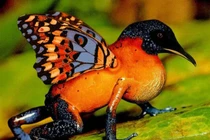 Chết cười với loạt ảnh photoshop cực độc về loài chim