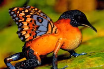 Chết cười với loạt ảnh photoshop cực độc về loài chim