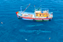 Khuyến cáo du khách giữ khoảng cách với cá voi ở Đề Gi