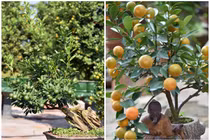 Loạt quất cảnh độc lạ hứa hẹn “lên ngôi” dịp Tết Giáp Thìn 2024