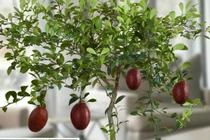 Mục sở thị giống chanh đỏ kỳ lạ 300.000 đồng/cây 