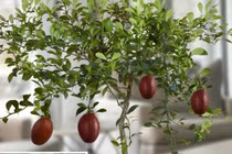 Mục sở thị giống chanh đỏ kỳ lạ 300.000 đồng/cây 