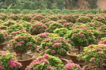 Độc đáo làng hoa giấy 30 năm tuổi "khủng" nhất miền Tây