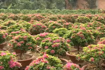 Độc đáo làng hoa giấy 30 năm tuổi "khủng" nhất miền Tây