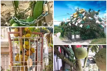 Tuyệt chiêu chống trộm cho trái cây có 1-0-2 ở Việt Nam