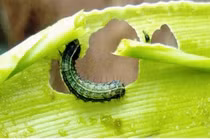 Cảnh báo sinh vật ngoại lai mới xuất hiện ở Việt Nam