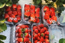 Dâu tây “nhuộm đỏ” khắp chợ, phân biệt với dâu Trung Quốc thế nào?