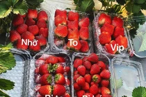 Dâu tây “nhuộm đỏ” khắp chợ, phân biệt với dâu Trung Quốc thế nào?