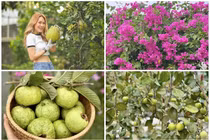 Xuýt xoa khu vườn “thẳng cánh cò bay” ngập hoa trái của Mỹ Tâm