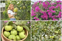 Xuýt xoa khu vườn “thẳng cánh cò bay” ngập hoa trái của Mỹ Tâm