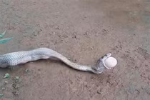 “Dựng tóc gáy” trước cảnh rắn hổ mang chúa nôn ra trứng