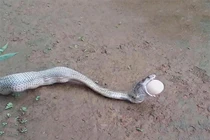 “Dựng tóc gáy” trước cảnh rắn hổ mang chúa nôn ra trứng