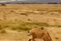 Tát nhau tới tấp, sư tử cướp mồi của báo đốm