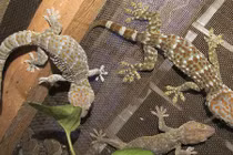 Kinh ngạc những vật nuôi dị thường trên sân thượng nhà phố