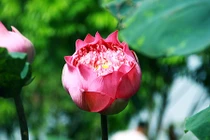 Bộ sưu tập sen “khủng- lạ- hiếm” của tay chơi khét tiếng vịnh Bắc Bộ