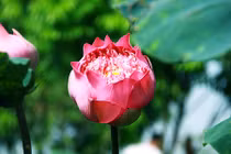 Bộ sưu tập sen “khủng- lạ- hiếm” của tay chơi khét tiếng vịnh Bắc Bộ