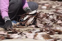 Ngư dân thu tiền tỷ từ chuyến câu mực khơi