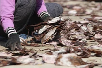 Ngư dân thu tiền tỷ từ chuyến câu mực khơi