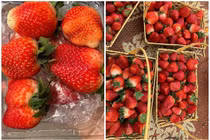 “Ngã ngửa” sự thật về dâu tây Mộc Châu bán rẻ chưa từng có 