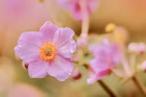 3 con giáp tiến bộ không ngừng, cuối năm 2023 công danh như ý 