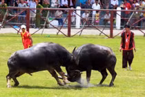 Vì sao thịt trâu chọi Đồ Sơn có giá siêu đắt?