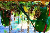 Những làng trồng rau củ khổng lồ ở Việt Nam