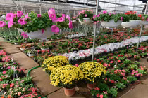 Làng hoa lớn nhất Hưng Yên nhộn nhịp chuẩn bị Tết