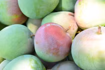 Tận mục xoài Úc khổng lồ được săn lùng dịp Tết