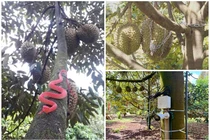 1001 cách chống trộm “bá đạo” của chủ vườn sầu riêng 