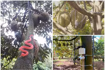 1001 cách chống trộm “bá đạo” của chủ vườn sầu riêng 