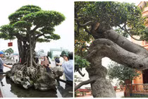 Choáng ngợp loạt cây cảnh tiền tỷ của đại gia Phú Thọ