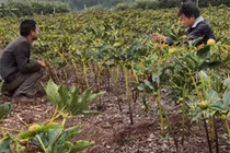 Thanh niên trồng cây tên lạ hoắc, kiếm trăm triệu mỗi năm