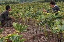 Thanh niên trồng cây tên lạ hoắc, kiếm trăm triệu mỗi năm