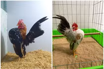 Gà thích mát-xa, uống rượu để “giữ dáng” 50 triệu đồng/con