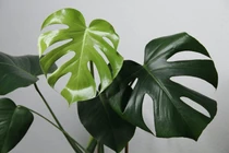 Sự thật về loại lá từng được “hét giá” tới nửa tỷ đồng 