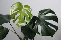 Sự thật về loại lá từng được “hét giá” tới nửa tỷ đồng 