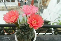 5 loại cây, hoa “phá tan” phong thủy, gia chủ không nên đặt trong nhà