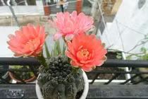 5 loại cây, hoa “phá tan” phong thủy, gia chủ không nên đặt trong nhà